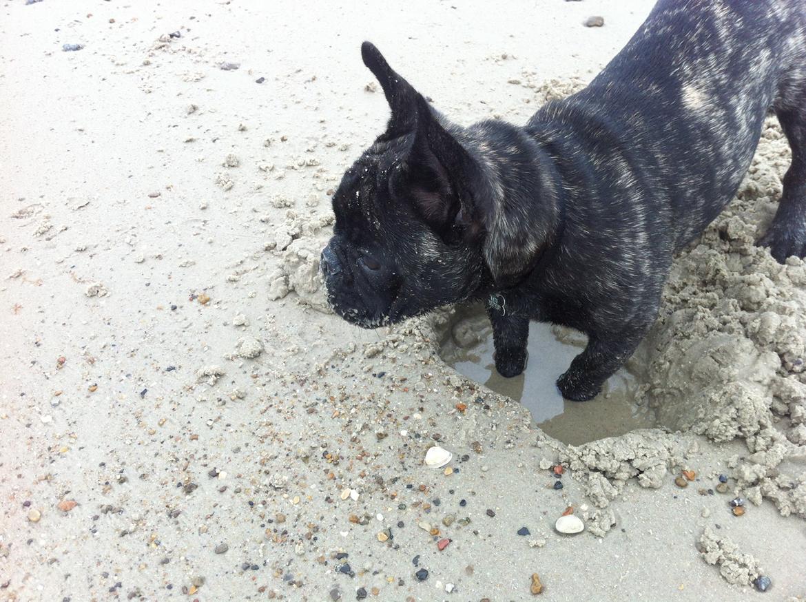 Fransk bulldog Kato Yasyo`s Chryse Ejner billede 7