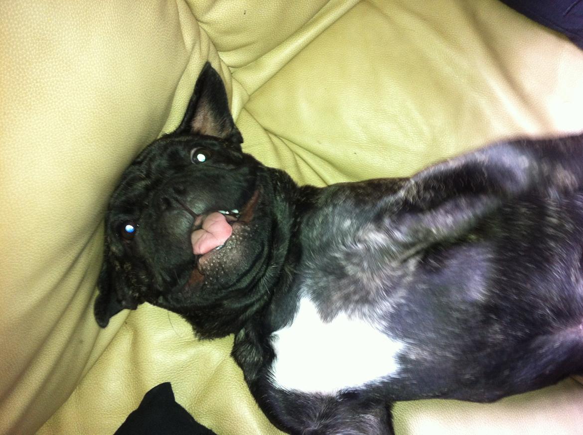 Fransk bulldog Kato Yasyo`s Chryse Ejner billede 8