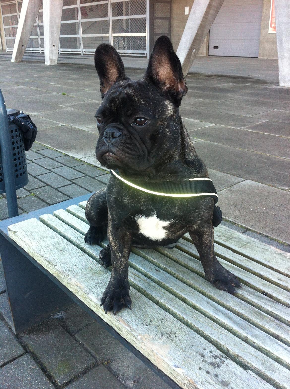 Fransk bulldog Kato Yasyo`s Chryse Ejner billede 9