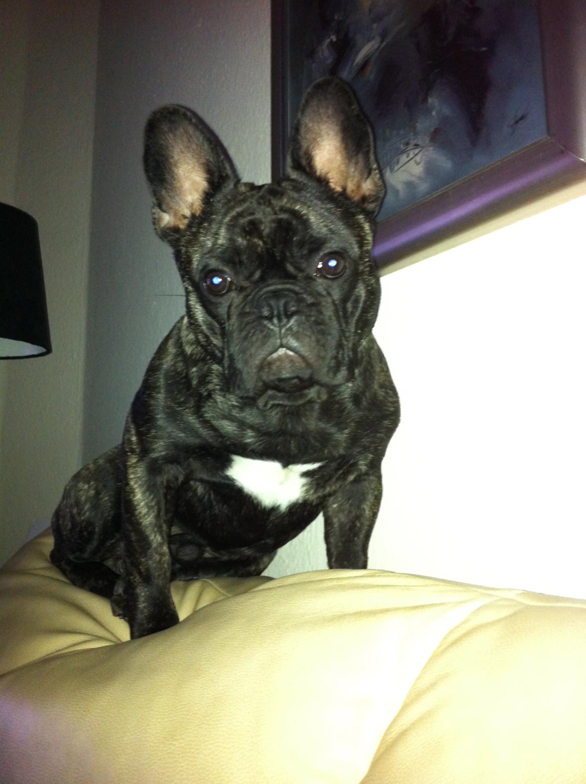 Fransk bulldog Kato Yasyo`s Chryse Ejner billede 10