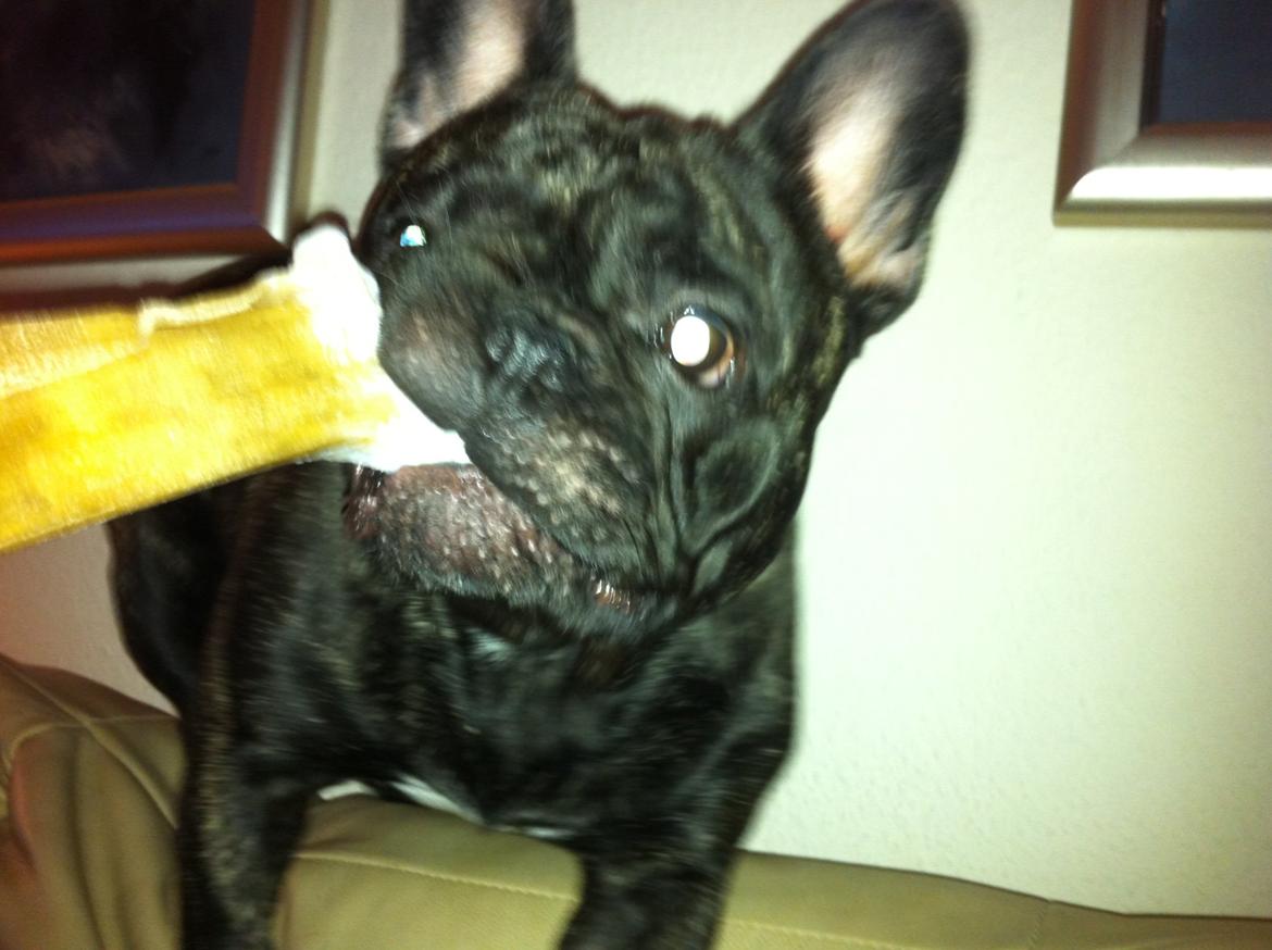 Fransk bulldog Kato Yasyo`s Chryse Ejner billede 11