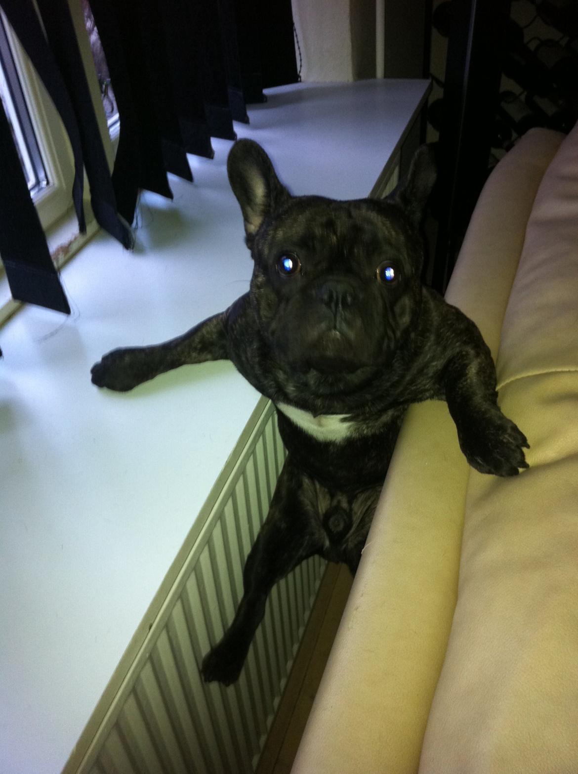 Fransk bulldog Kato Yasyo`s Chryse Ejner billede 12