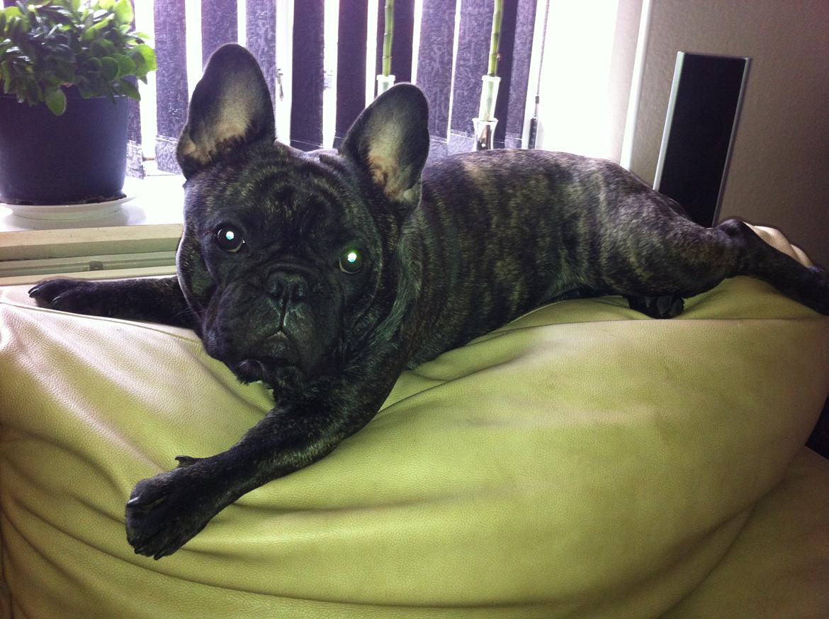 Fransk bulldog Kato Yasyo`s Chryse Ejner billede 13