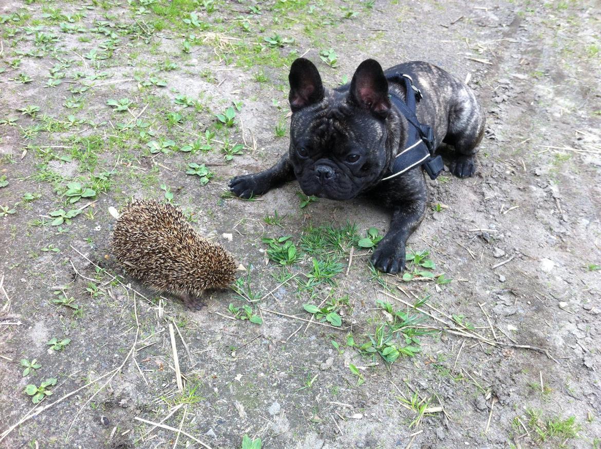 Fransk bulldog Kato Yasyo`s Chryse Ejner billede 14