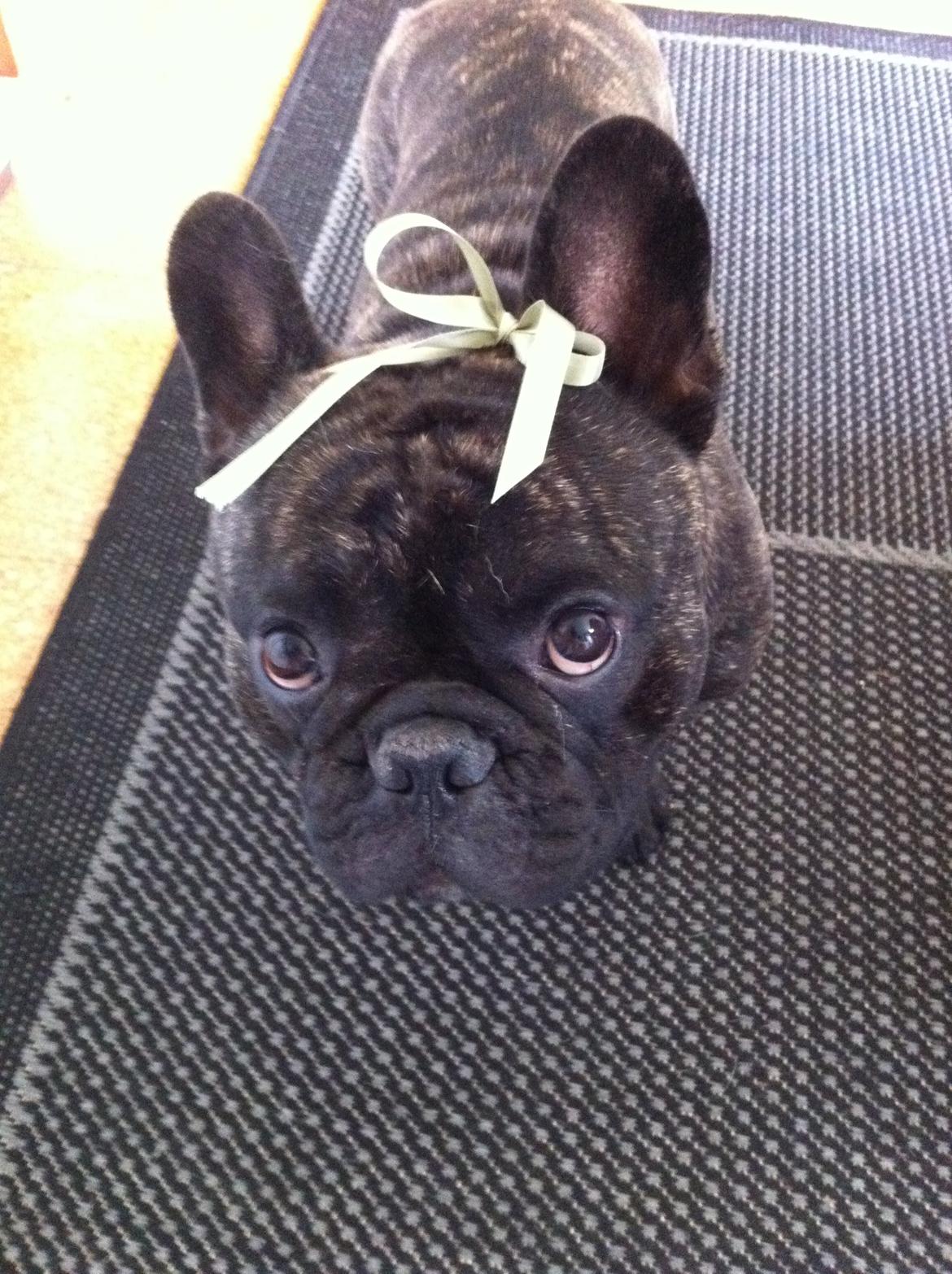 Fransk bulldog Kato Yasyo`s Chryse Ejner billede 15