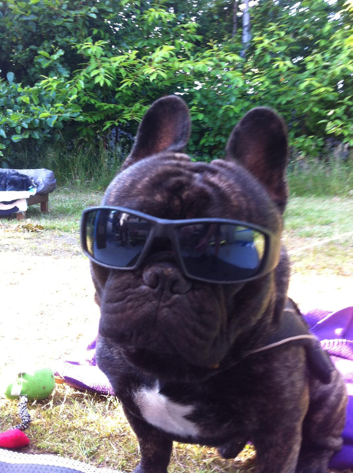 Fransk bulldog Kato Yasyo`s Chryse Ejner billede 16