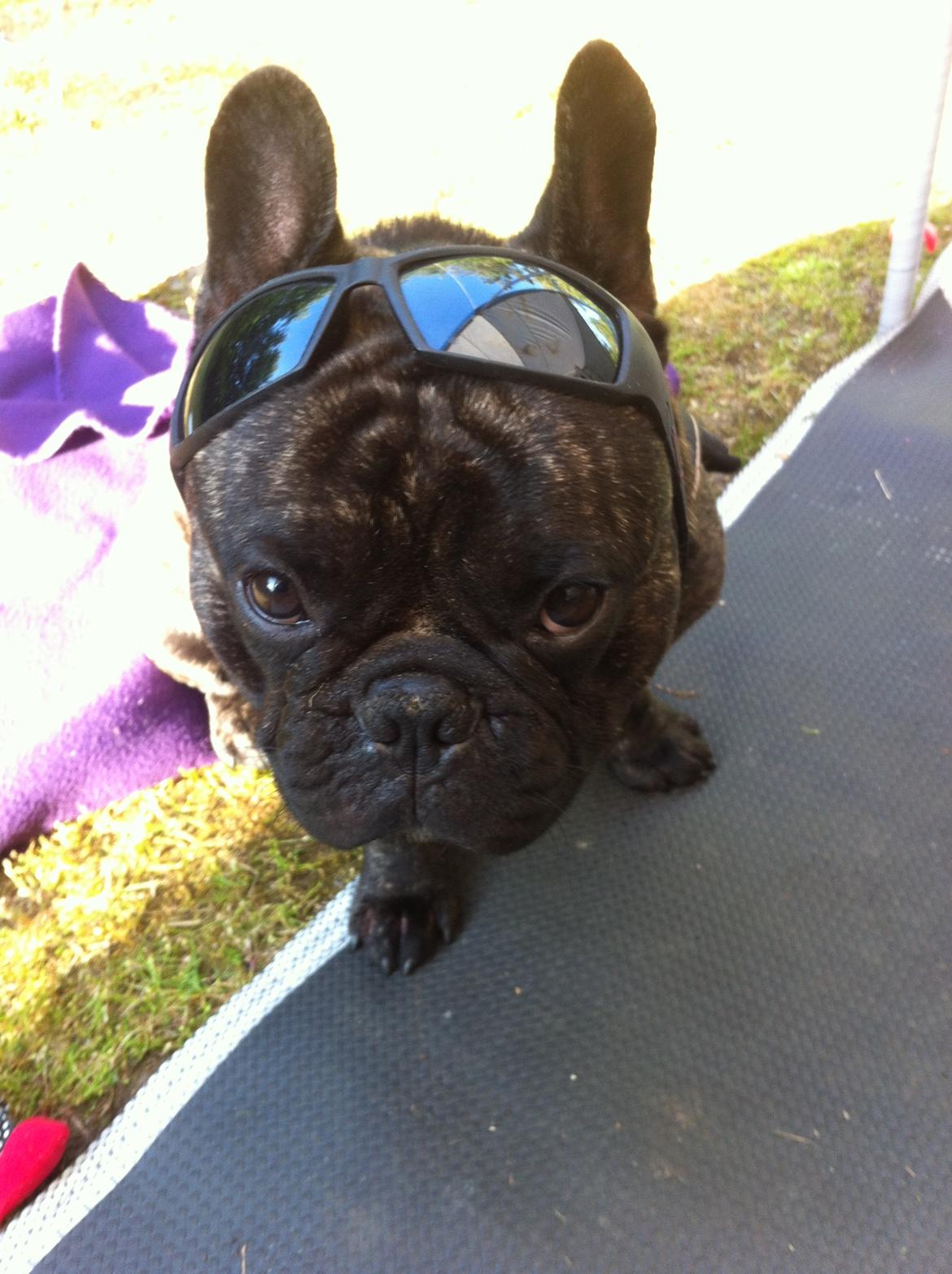 Fransk bulldog Kato Yasyo`s Chryse Ejner billede 17