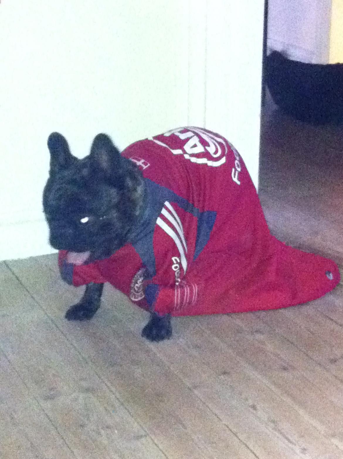 Fransk bulldog Kato Yasyo`s Chryse Ejner billede 18