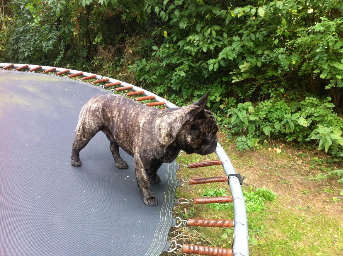 Fransk bulldog Kato Yasyo`s Chryse Ejner billede 19