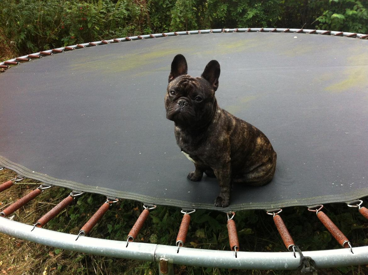 Fransk bulldog Kato Yasyo`s Chryse Ejner billede 20