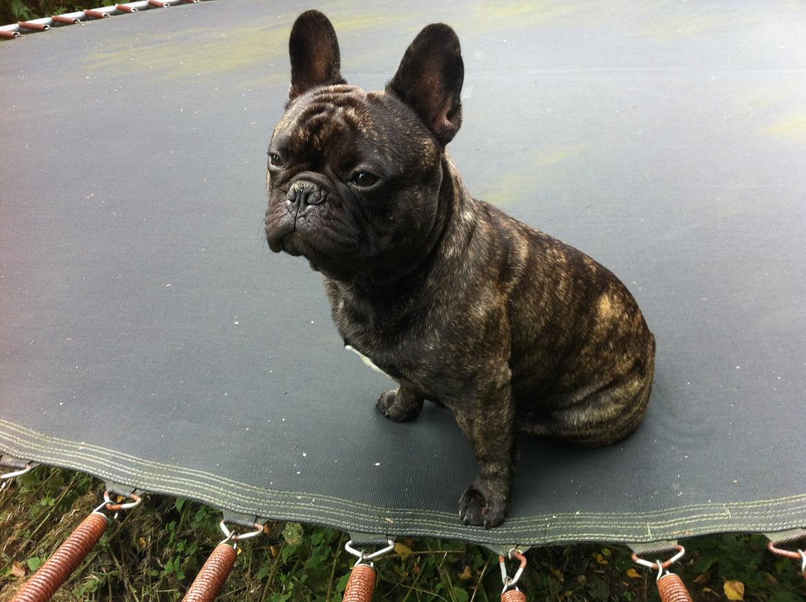 Fransk bulldog Kato Yasyo`s Chryse Ejner billede 21