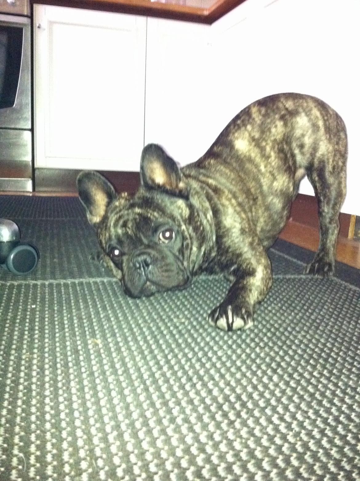 Fransk bulldog Kato Yasyo`s Chryse Ejner billede 22