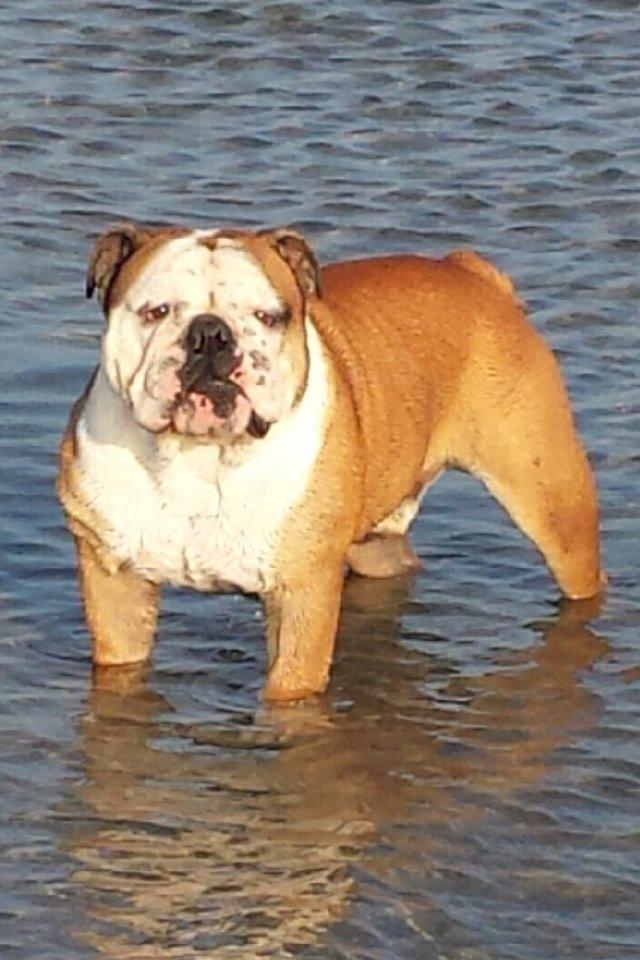 Engelsk bulldog Louis billede 11