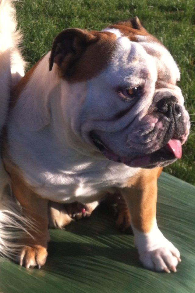 Engelsk bulldog Louis billede 12