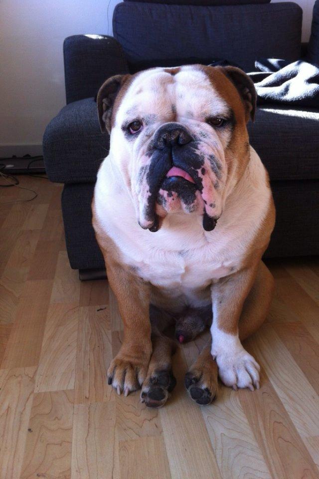Engelsk bulldog Louis billede 13