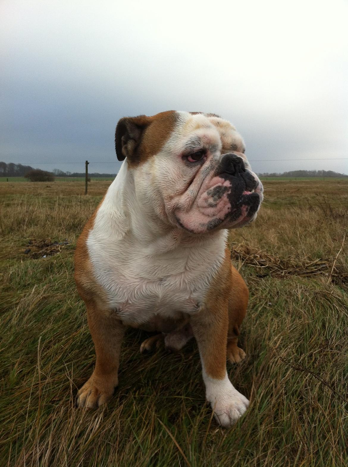 Engelsk bulldog Louis billede 14