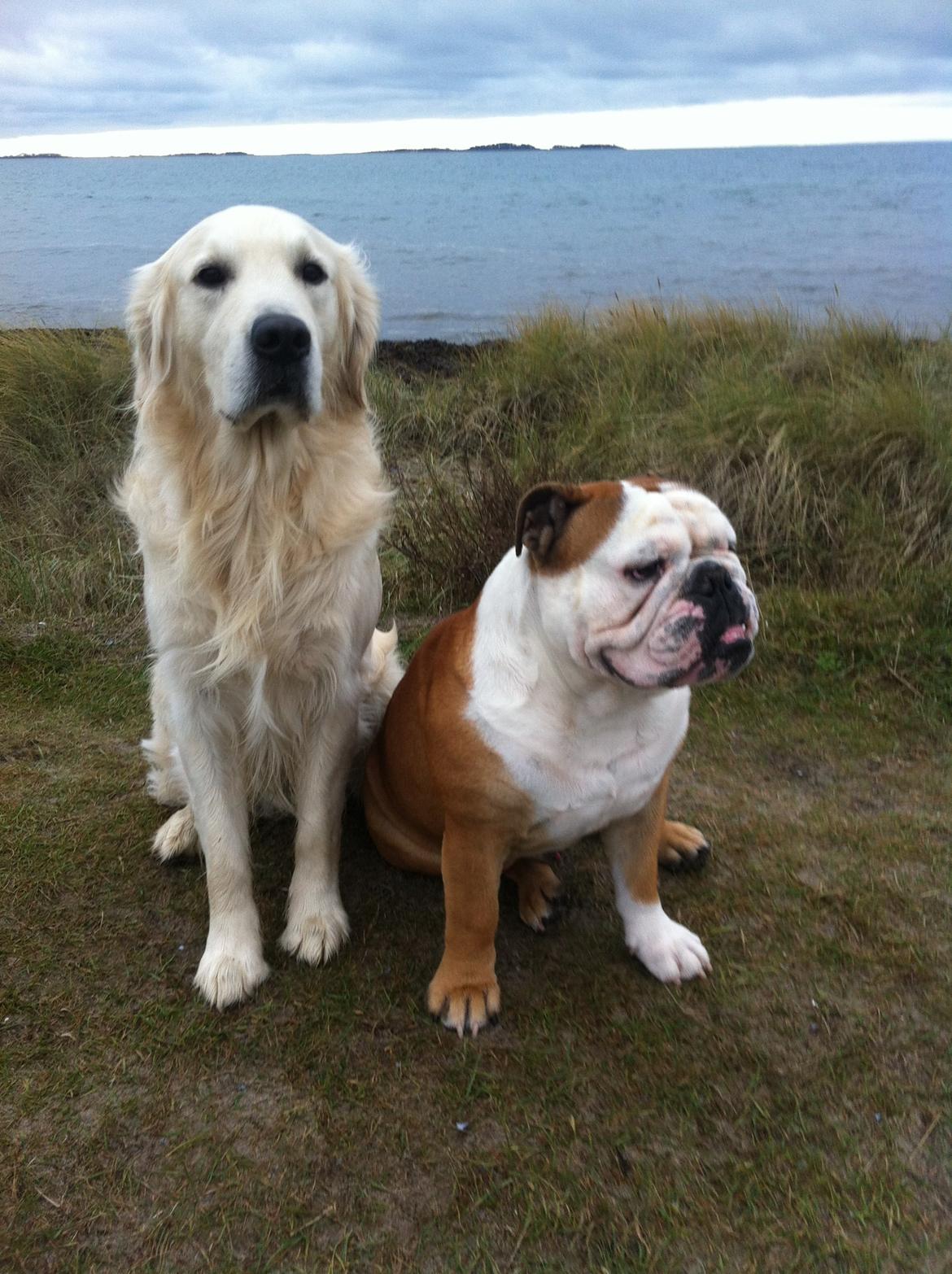 Engelsk bulldog Louis billede 15