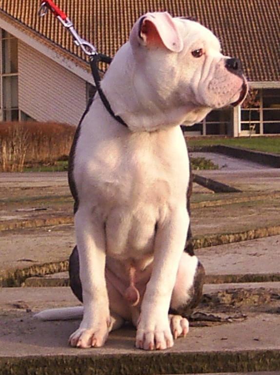 Olde english bulldogge AlCapone Morgan billede 1