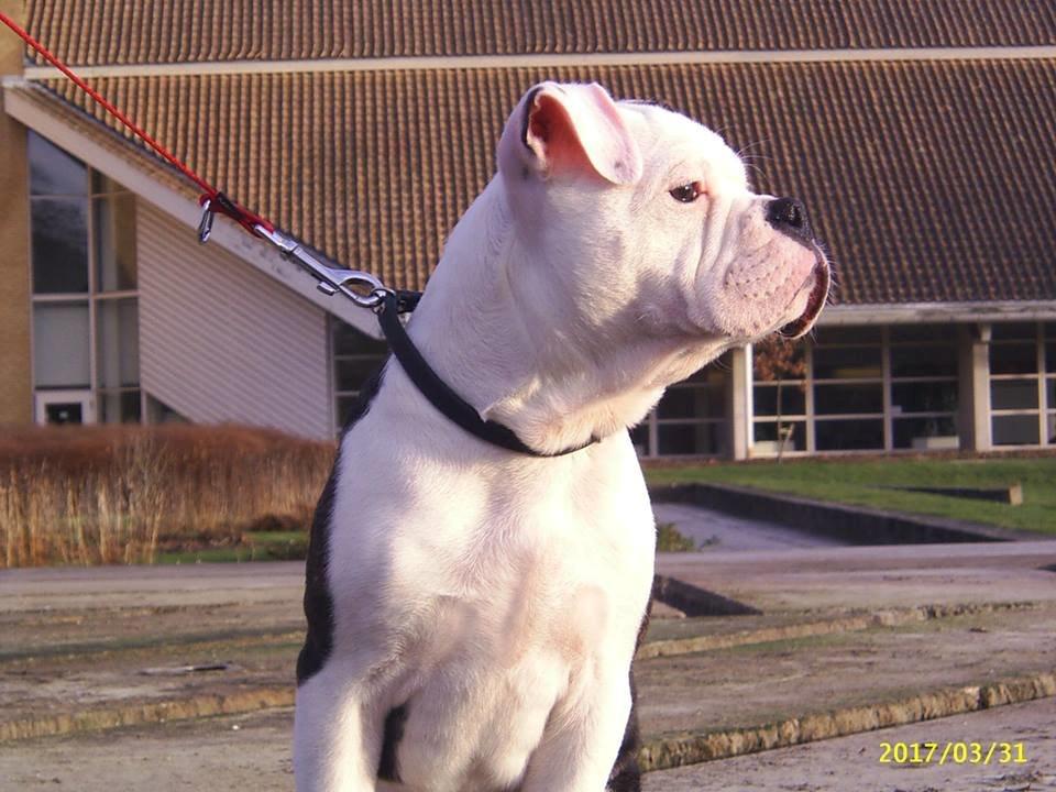 Olde english bulldogge AlCapone Morgan billede 2