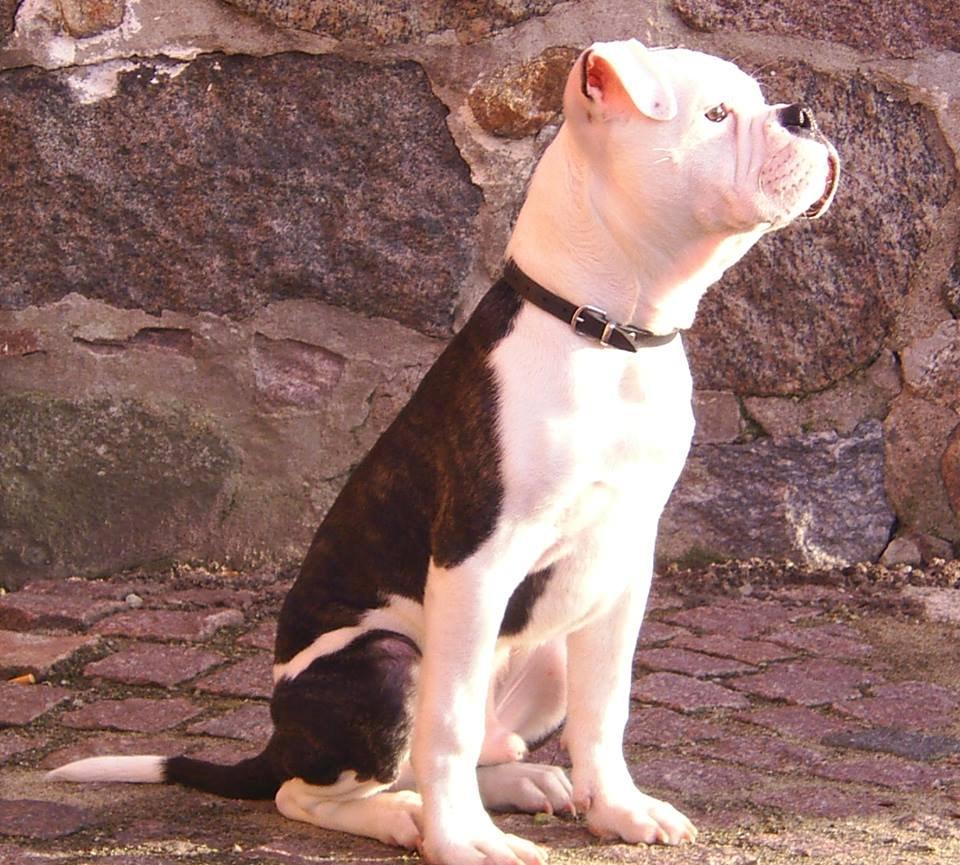 Olde english bulldogge AlCapone Morgan billede 3