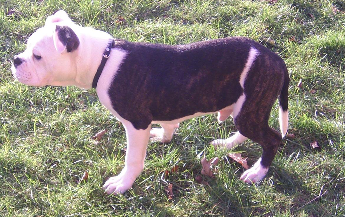 Olde english bulldogge AlCapone Morgan billede 4