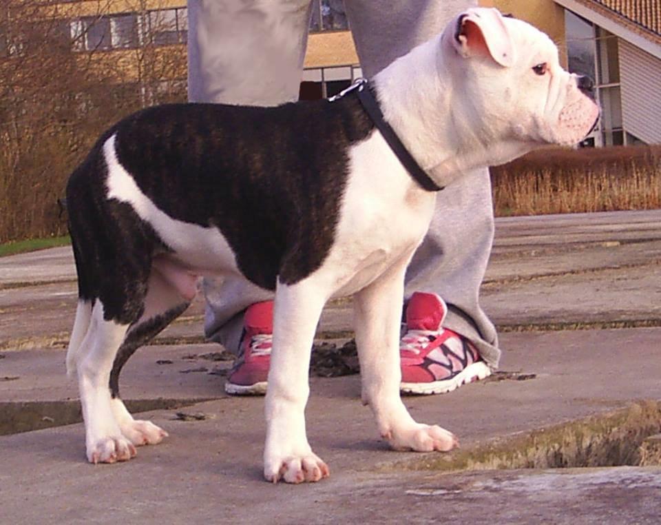 Olde english bulldogge AlCapone Morgan billede 5