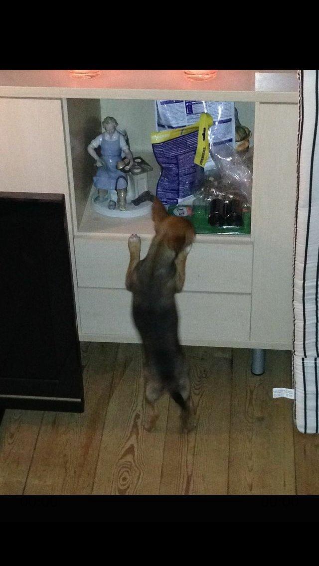 Chihuahua Ziva billede 6