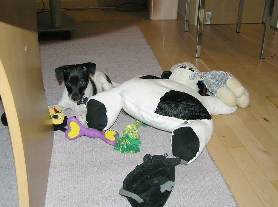 Dansk svensk gaardhund Movember (Moe) - Er der en levende hund på dette billede?! :-o billede 3