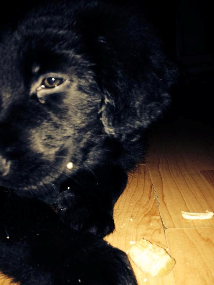 Blanding af racer Loke billede 4