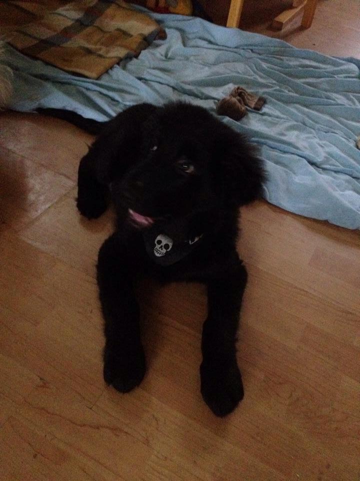 Blanding af racer Loke billede 3