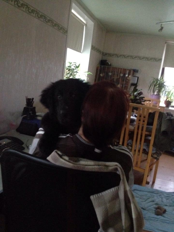 Blanding af racer Loke billede 6