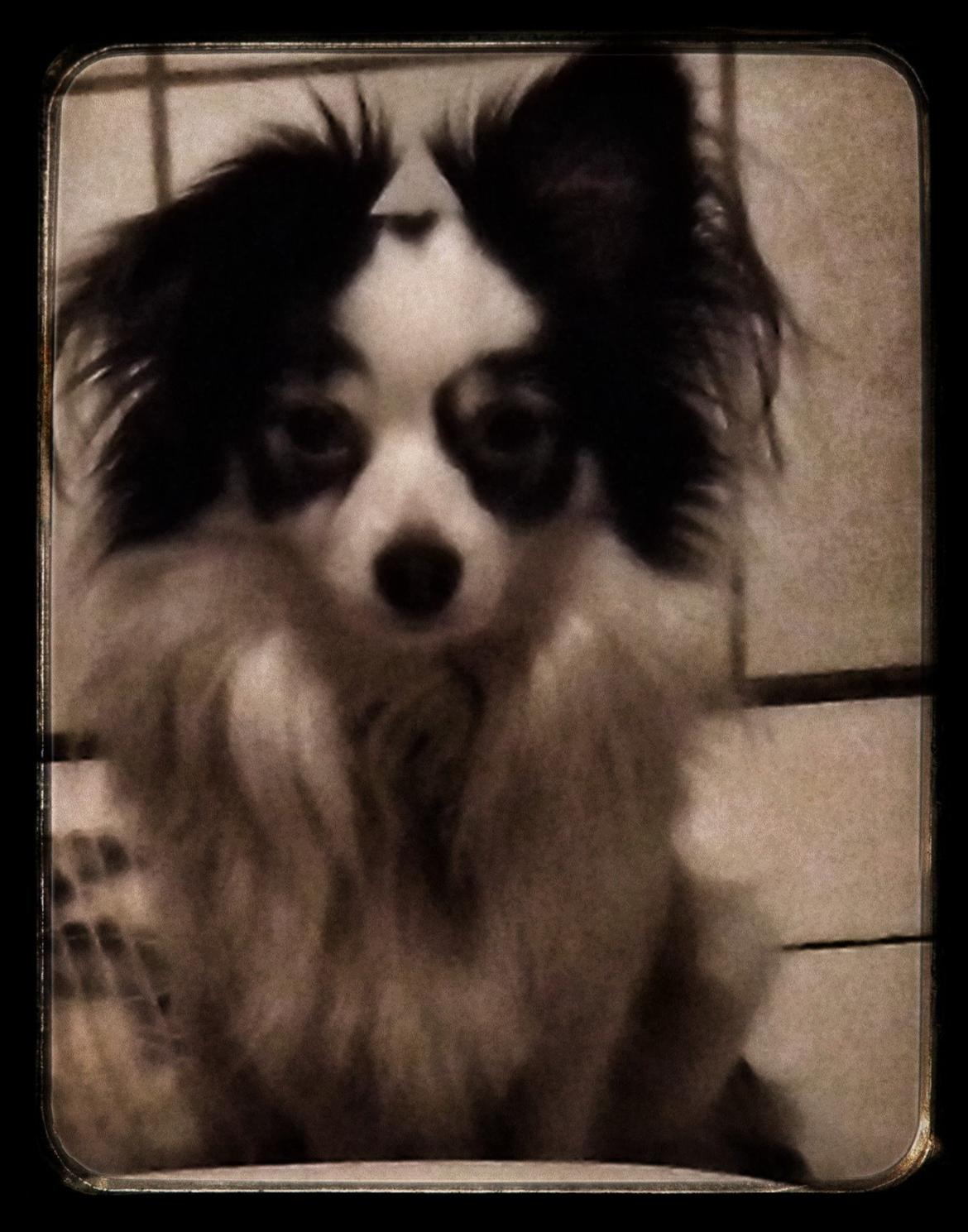 Blanding af racer Coco - Velkommen til min profil! Håber i kan li mine billeder og mig 
- Knuz Coco :)
Ps. Smid endelig en kommentar :) billede 11