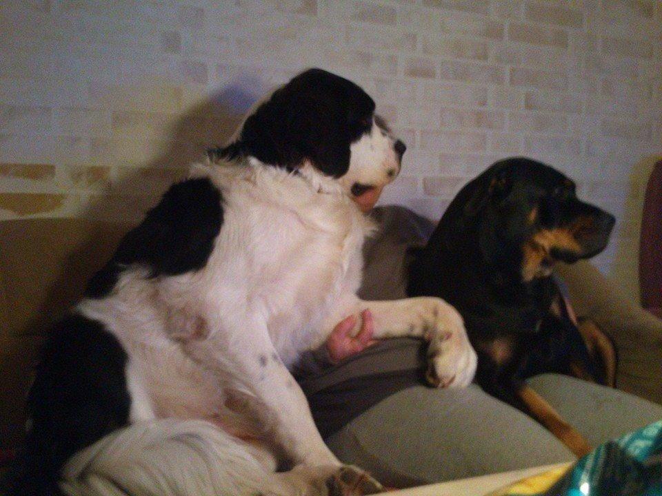 Blanding af racer Aksel billede 22