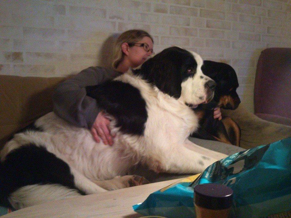 Blanding af racer Aksel billede 24