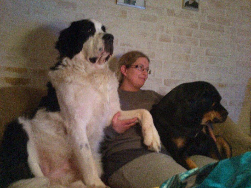 Blanding af racer Aksel billede 23