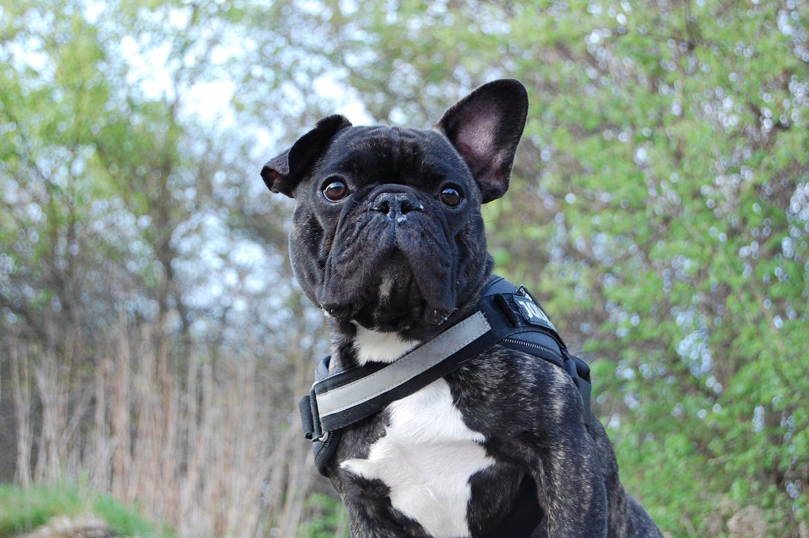 Fransk bulldog Wilma billede 2