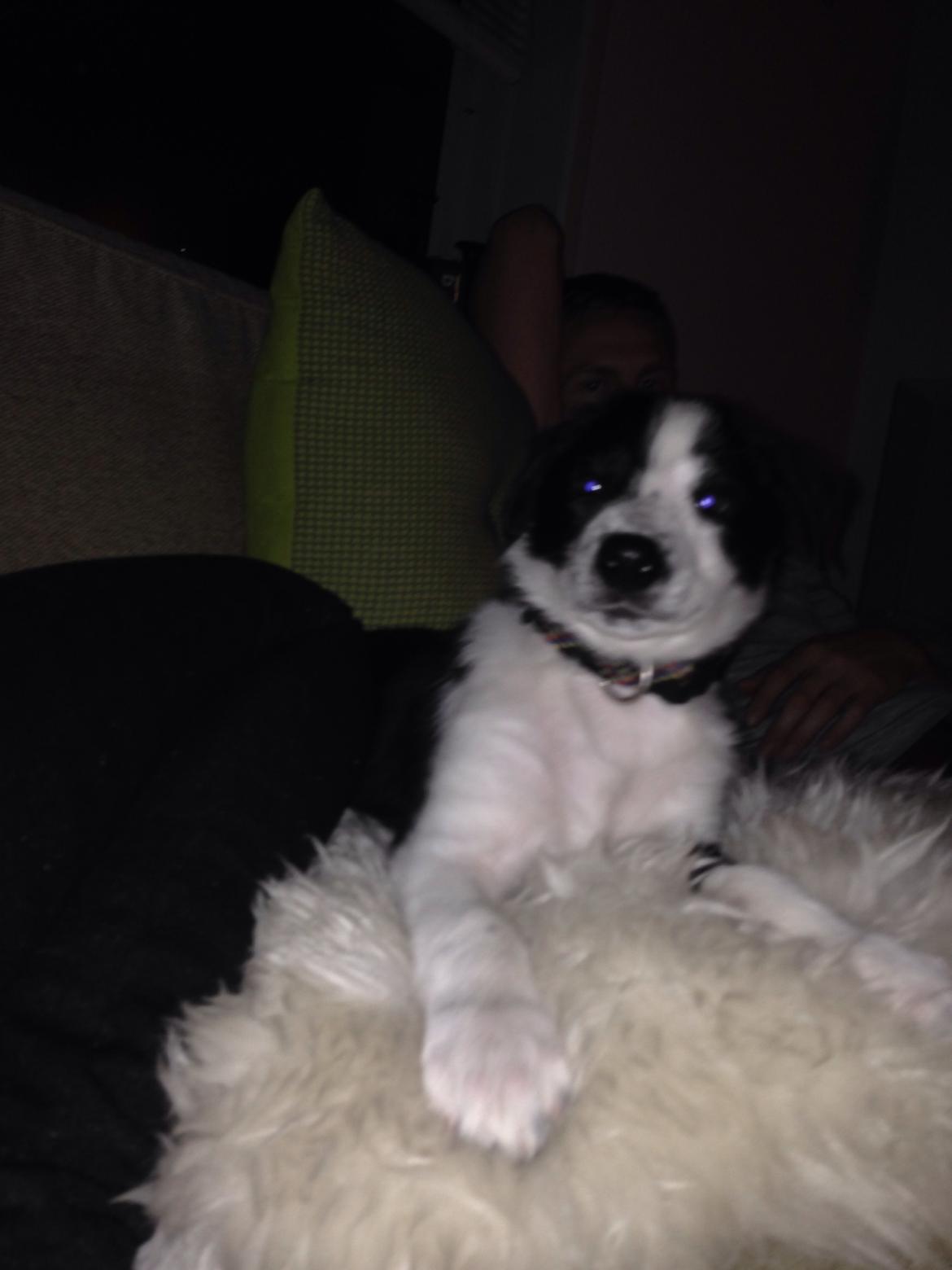 Border collie Malik billede 2