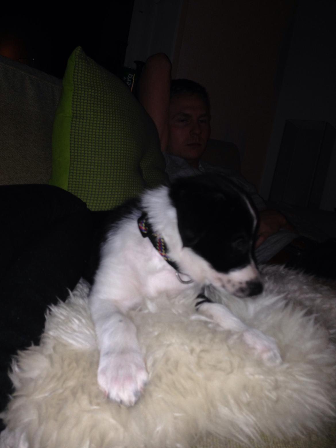 Border collie Malik billede 3