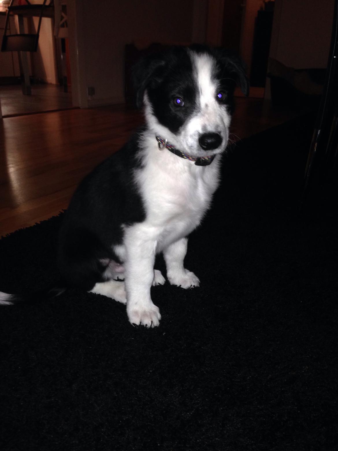 Border collie Malik billede 5