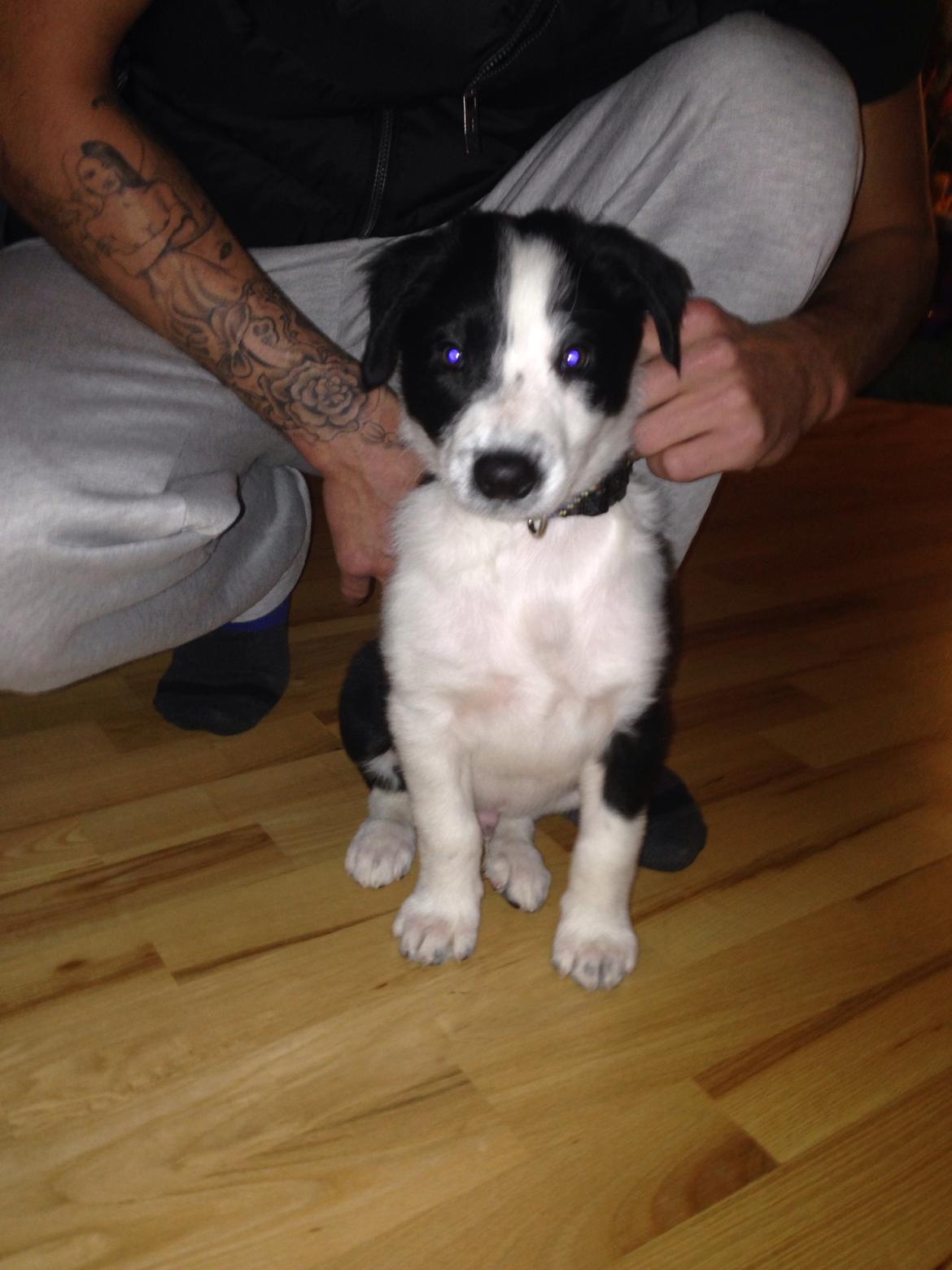 Border collie Malik billede 6