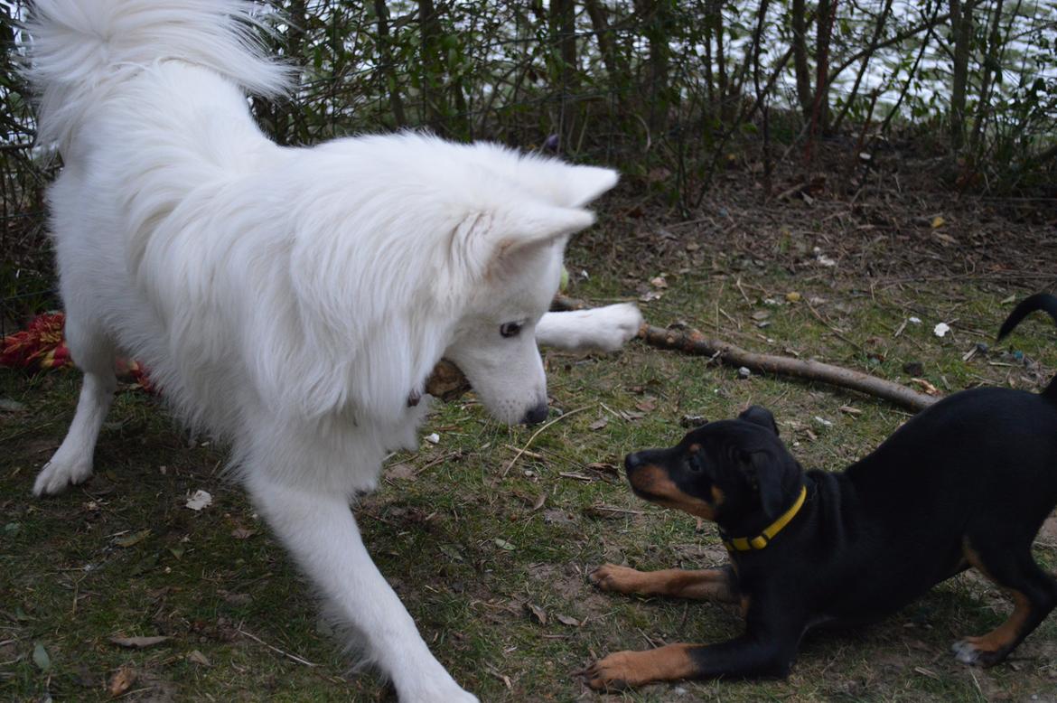 Blanding af racer Lilly billede 6