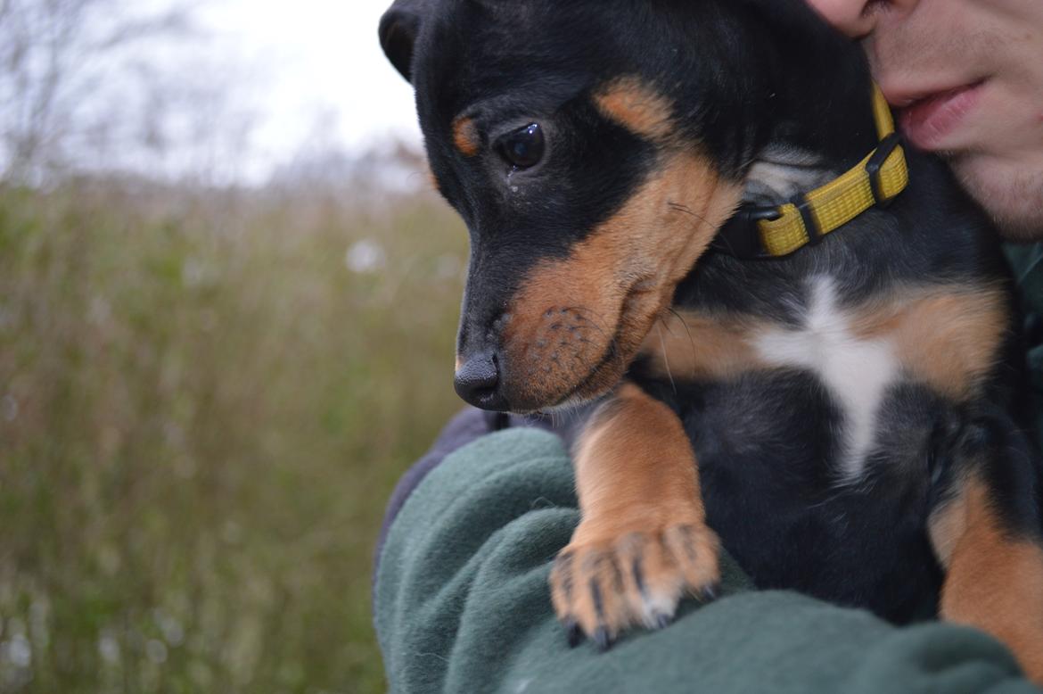 Blanding af racer Lilly billede 3