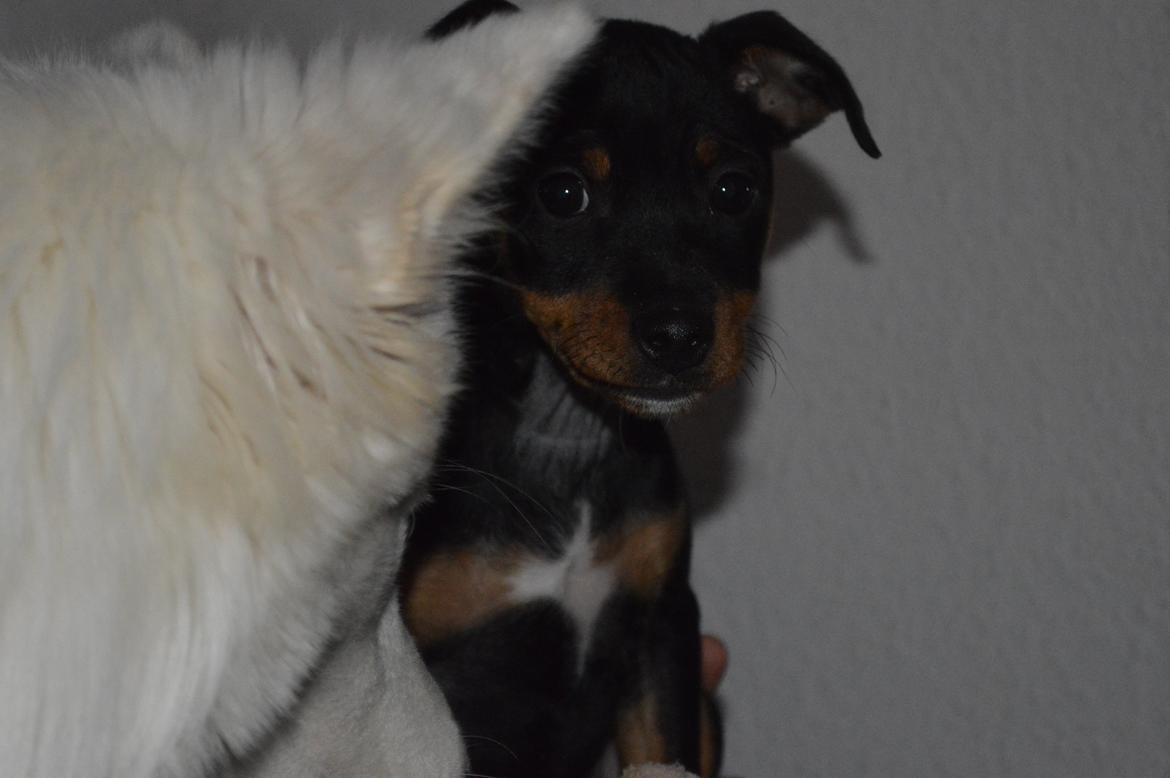 Blanding af racer Lilly billede 7