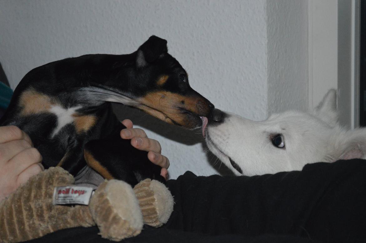 Blanding af racer Lilly billede 8