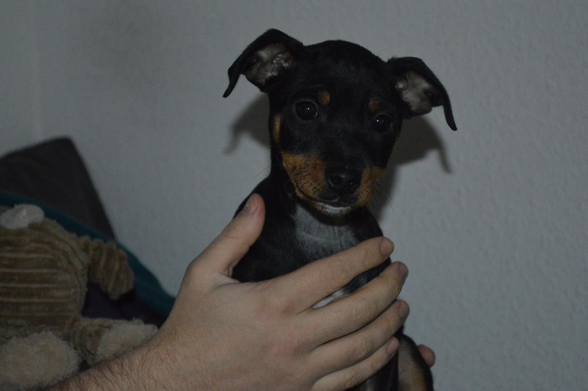 Blanding af racer Lilly billede 10