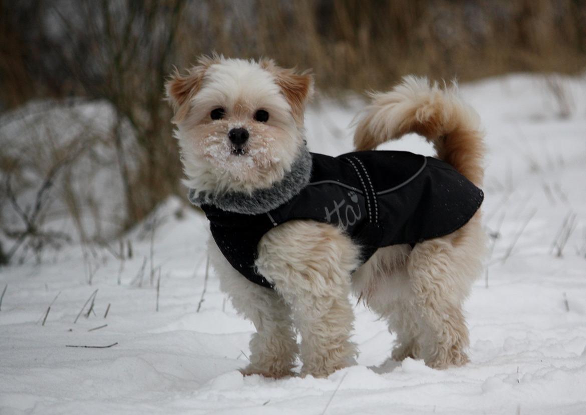 Blanding af racer Noah billede 49