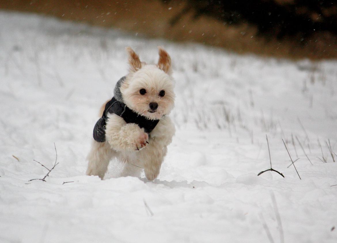 Blanding af racer Noah billede 46