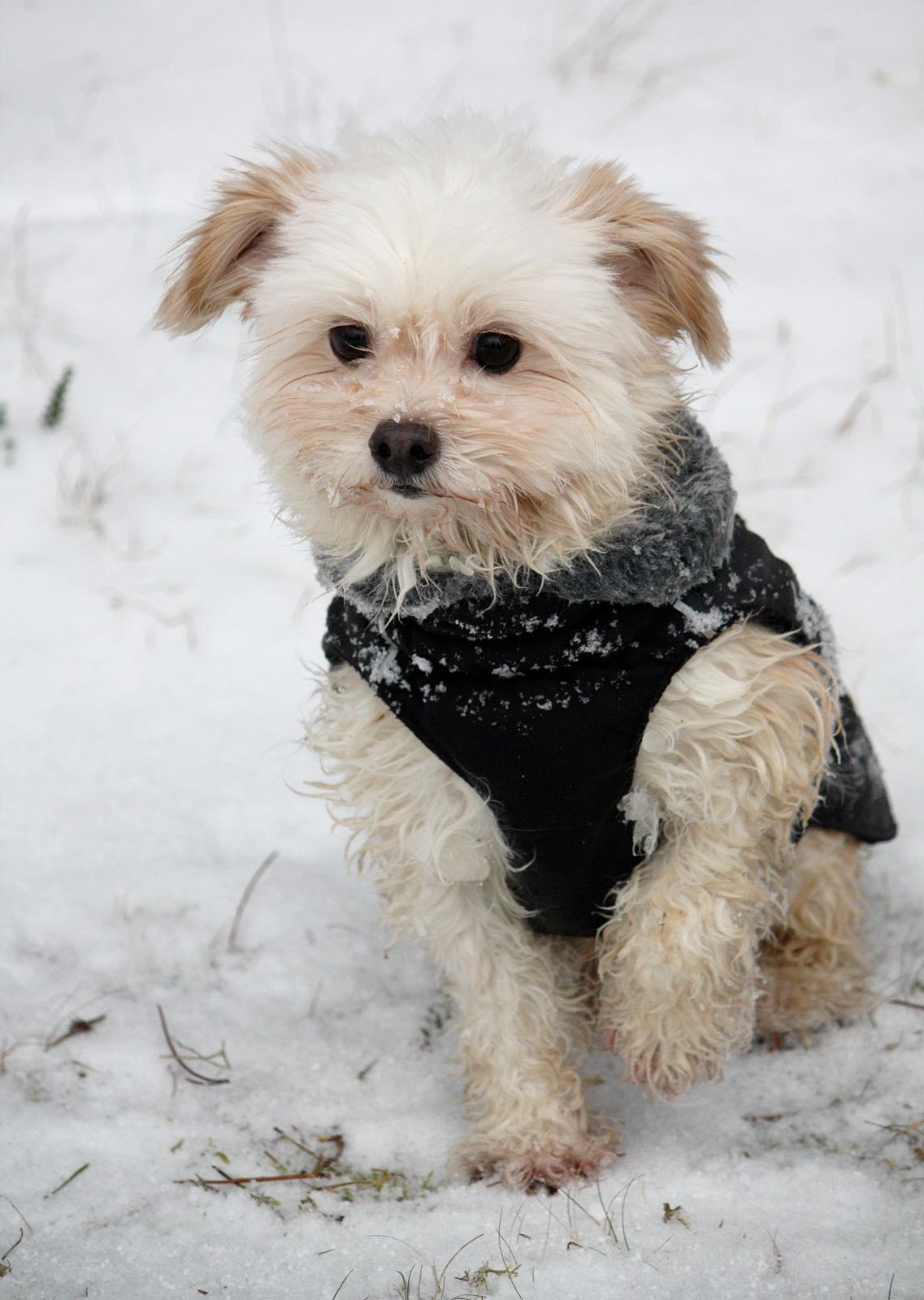 Blanding af racer Noah - Sådan så Noah ud efter han valgte at hoppe i en sø på årets koldeste dag...  billede 35