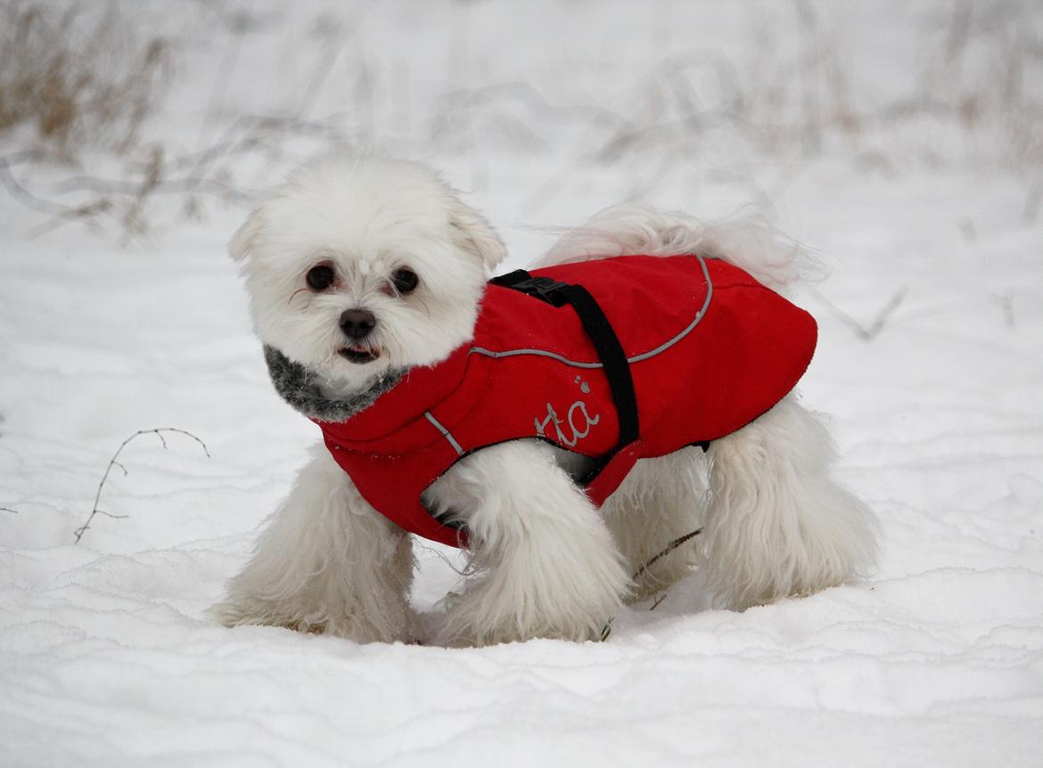 Malteser Cleo (15,5 år) - Søde Cleo på snetur - 9 år gammel billede 14