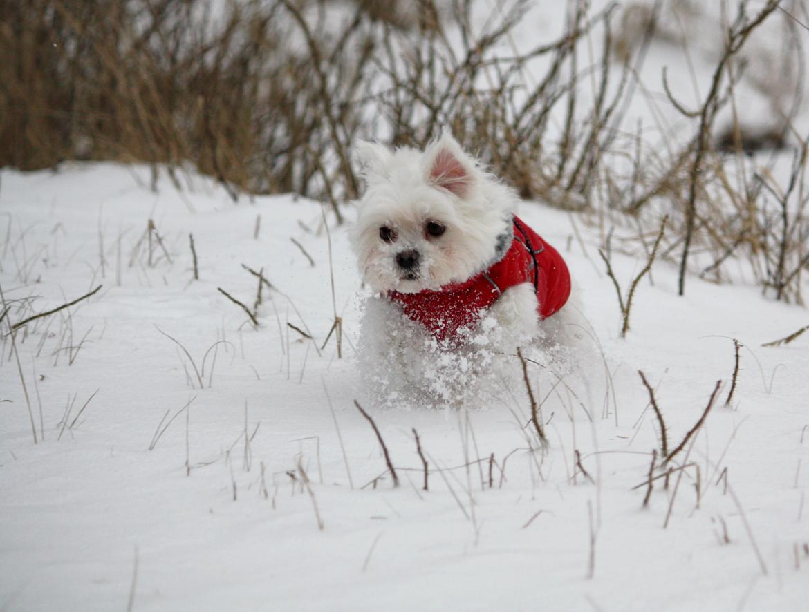 Malteser Carla billede 45